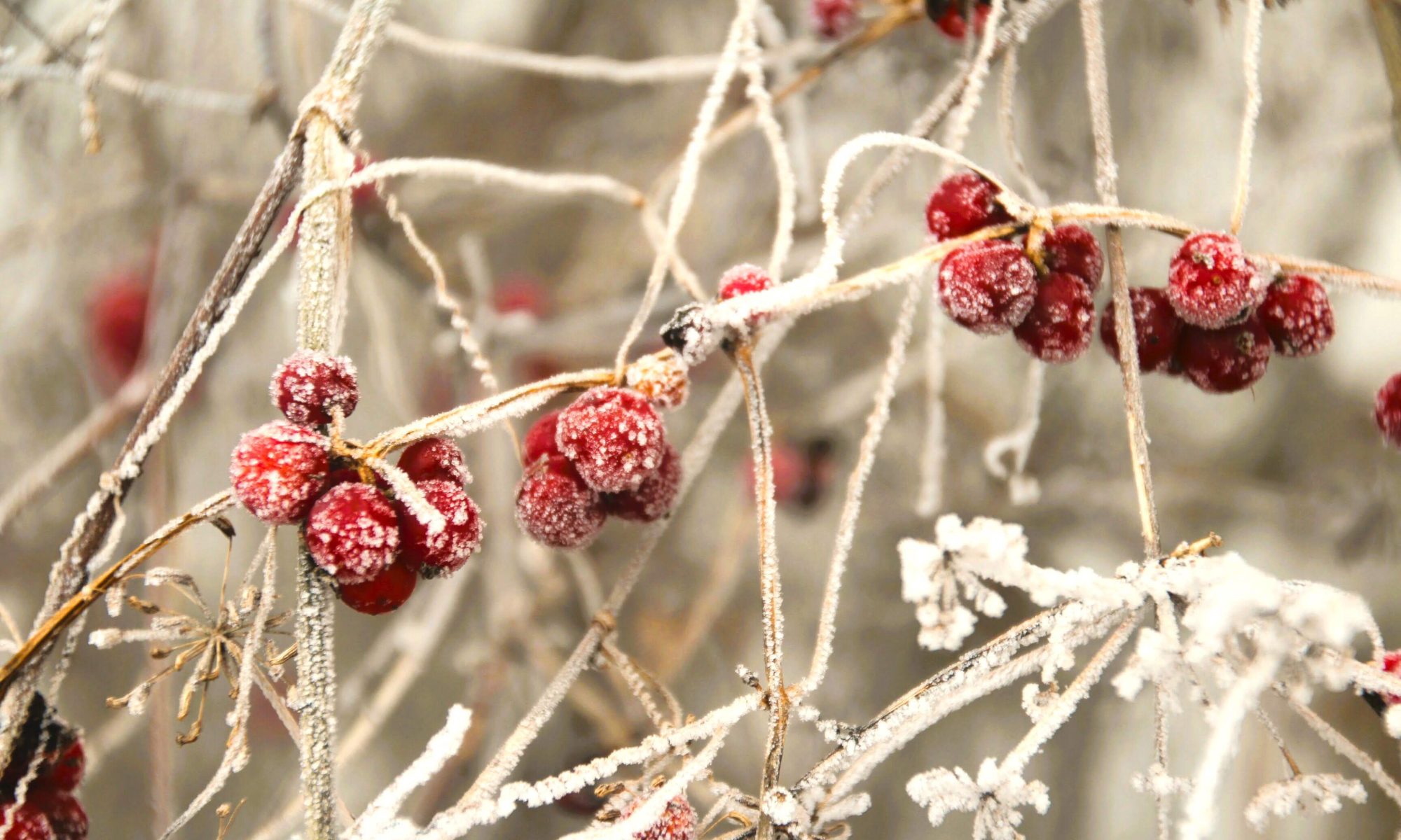 Foto von Zaunrübe mit Beeren bei Frost